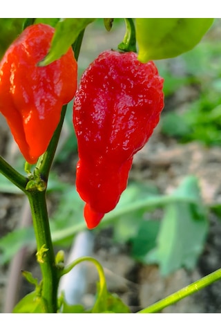 Ghost Pepper & Bhut Jolokia 1 Milyon Scoville Gerçek Taze Acı Biber