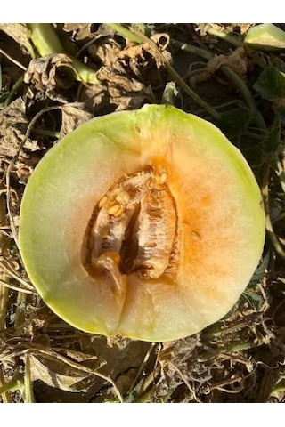 Kavun Taze Kırkağaç 3 5 Kg
