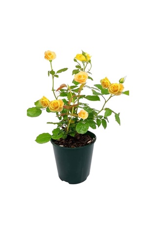 Yediveren Sarı Renk Gül Fidanı 1 Adet Saksılı 30-60cm Dış Mekan Çiçeği