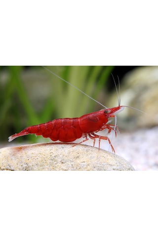 Kiraz Karides ( Neocardina Davidii ) 10Adet