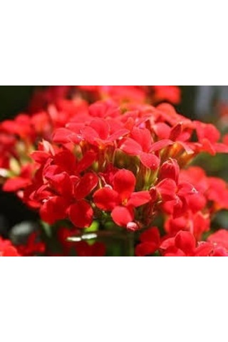 Kırmızı Kalanşo Çiçeği 3 Adet