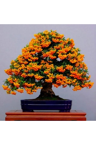 Bodur Ateşdikeni Fidanı Bonsai İçin Uygun Bitki Tohumu 15 Tohum