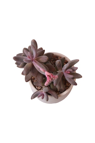 Echeveria Ghanzou Variegata - Sukulent Haangarden