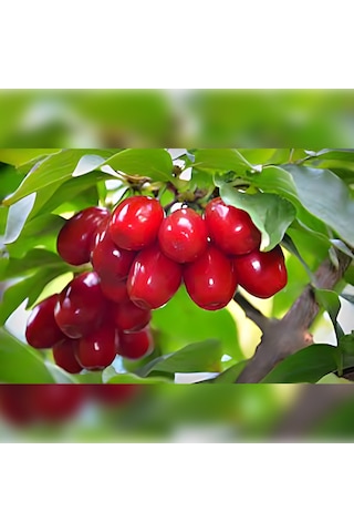 Kızılcık Fidanı 50-80 Cm Tüplü