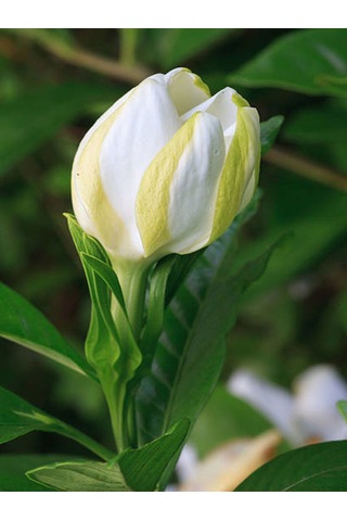 Videolu Kokulu Gardenya Çiçeği 30 40 Cm 1 Adet Saksılı Çiçekli Iç Mekan Bitkisi Gardenia