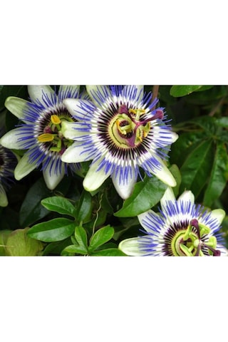 Passiflora Çiçeği Tohumu Çarkıfelek Çiçeği Thumu 10 Adet Tohum
