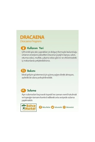 Dracaena Mix-6237
