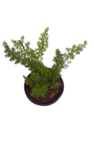 Tilki Kuyruğu /asparagus Densiflorus