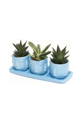 Trio Mavi Adler Sukulent Seti - Haworthia Limifolia. Gasteria