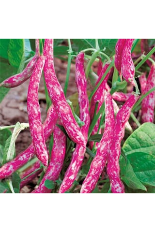 Doğal Anadolu Geleneksel Sırık Barbunya Tohumu 20 Tohum