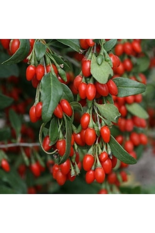 2 Adet Goji Berry Fidanı Nq1 Tombul Meyve Tüplü 1 Yaş 12 Ay Dikebilirsiniz....