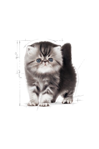 Royal Canin Kitten Persian Yavru Kedi Maması 2 KG
