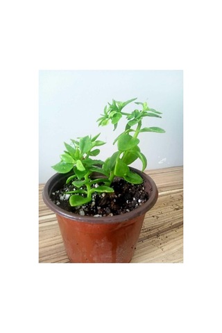Buz Çiçeği Fidesi 10-20 Cm 4 Adet Aptenia Cordifolia