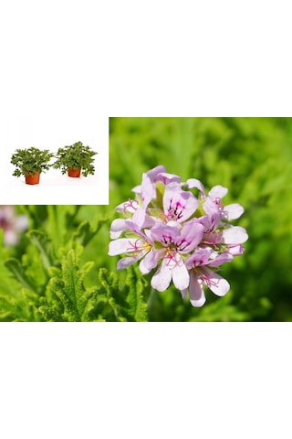 Itır Çiçeği 10 Adet - Pelargonium Graveolens