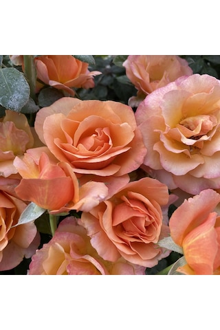 Çift Renk Yediveren Nathaile Kokulu Gül Tohumu 5 Tohum