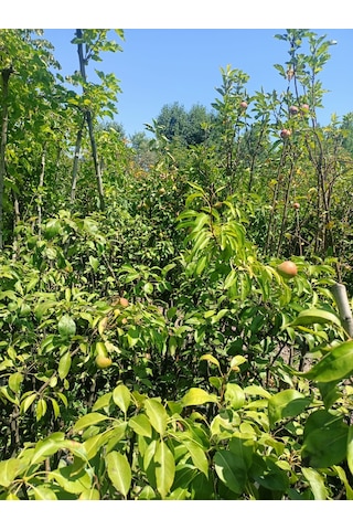 Yeşil Deniz Fidancılık Tüplü Deveci Armut Fidanı 100-150 Cm