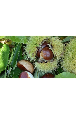 10' Lu Hacı Ömer Kestane Fidanı Paketi
