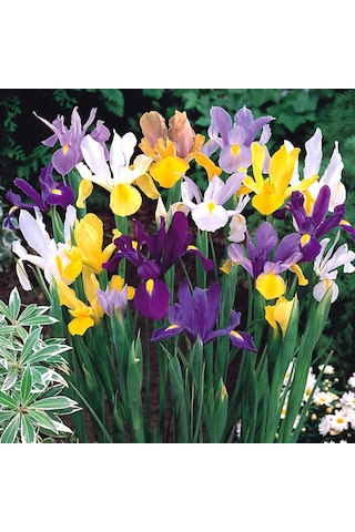 Karışık Renklerde Mix İris Süsen Çiçeği Soğanı 5 Adet