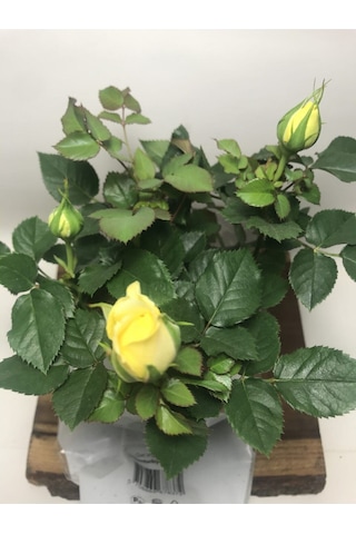 Videolu 1 Adet Anneler Günü Için Hediyelik Sarı Gül Fidanı 20-40 Cm Tüplü Çiçekli Bodur Yellow Rose