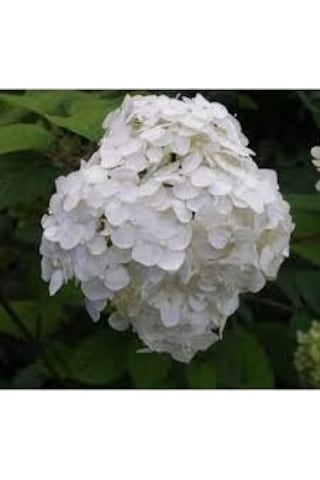 Ortanca Fidanı Hydrangea Macrophylla , - Beyaz