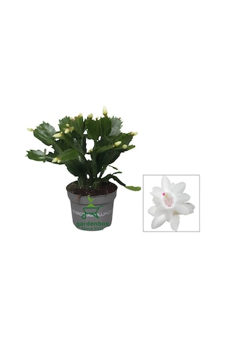 Schlumbergera Truncata White Yılbaşı Çiçeği Beyaz Renk 10-15cm