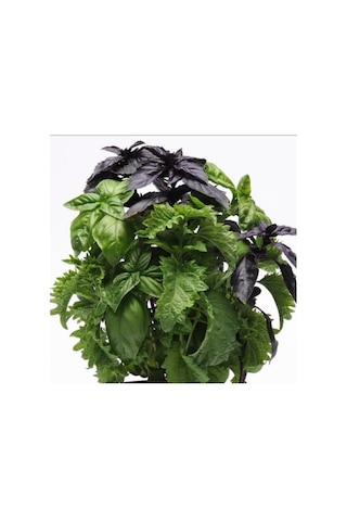 Red Basil Boza Kırmızı Tatlı Fesleğen Tohumu 100 Tohum
