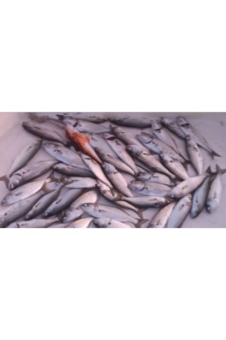 Sardin2 29gr - Sahte Yem Kaşık Rapala - Levrek, Palamut, Lüfer,