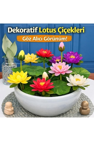 20 Adet Lotus Çiçeği Tohumu Nilüfer Çiçeği Karışık Renkli Orjinal Lotus Su Ve Toprakta Yetişir Çok Renkli
