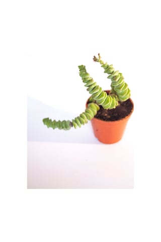 Crassulla Perforata Sukulent Tekli 5,5 Cm Saksıda