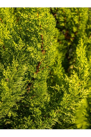 Videolu Limon Kokulu Limon Çamı 1 Adet Saksılı/ Tüplü 30-60 Cm Cupressus Macrocarpa