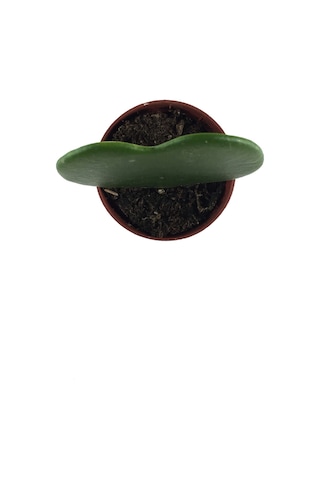 Hoya Kerrii (Mum Çiçeği) Ø5,5 CM Y0-10 CM