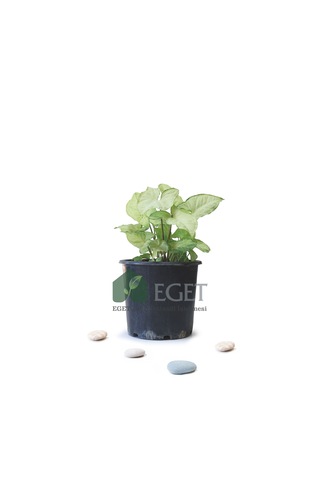 Melek Kanadı Çiçeği Syngonium Podophyllum - 3 Lt Saksıda