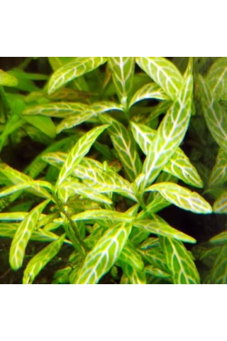 Ayrex Hygrophila Polysperma Rosanervig Kolay Akvaryum Zemin Bitkisi Canlı Akvaryum Bitkisi