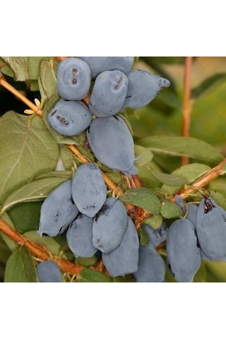 Tüplü Honeyberry Bal Yemişi Fidanı