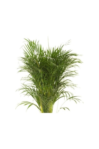 Areka Salon Palmiyesi 80-100 Cm