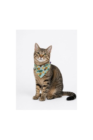 Desenli Bandana Kedi Tasması 4'lü Tam Set