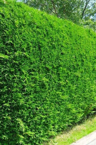 Videolu Leylandi Çit Çamı 20-40 Cm 2 Adet Tüplü Dış Mekan Bitkisi Cupressocyparis Leylandii