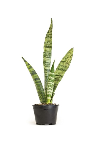 Yeşil Kılıç Paşa Kılıcı Çiçeği Dolgun Yapılı, 20-40cm, Ev Ve Ofis İçin