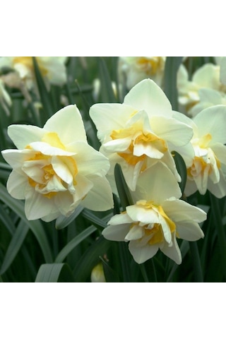 Kokulu White Lion Nergis Çiçeği Soğanı 5 Adet