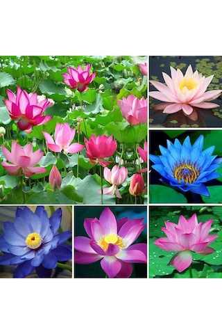4 Adet Karışık Renklerde Lotus Nilüfer Çiçeği Tohumu Çiçek