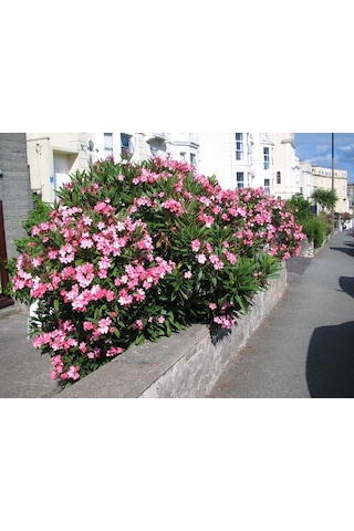 Zakkum - Nerium Oleander 5adet