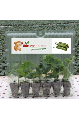 Fide Sepeti Silor Salatalık Fidesi (6Lı Ambalaj) 337844069 Fide Sepeti Silor Salatalık Fidesi (6Lı Ambalaj) 337844069