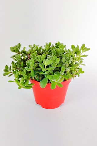 Crassula Rogersii Sarkan Sukulent Minik Yeşil Kadife Yapraklı 8.5