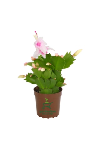 Yılbaşı Kaktüsü Beyaz Renk Yılbaşı Çiçeği 10-15cm White Schlumbergera