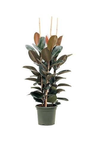 Kauçuk – Ficus Elastica 40- 60 cm