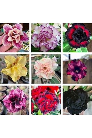 10 Adet Karışık Renklerde Adenium Çöl Gülü Tohumu