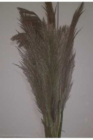 Pampas 3 Adet