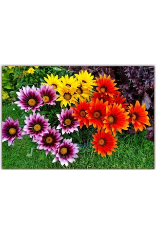 Karışık Gazanya Çiçeği Tohumu 10 Adet