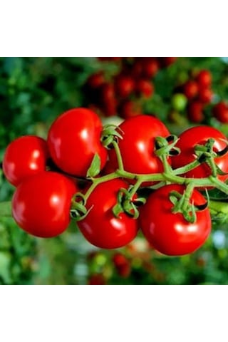 Doğal Geleneksel Yarı Sırık Çeri Pinpon Domates Tohumu 20 Tohum