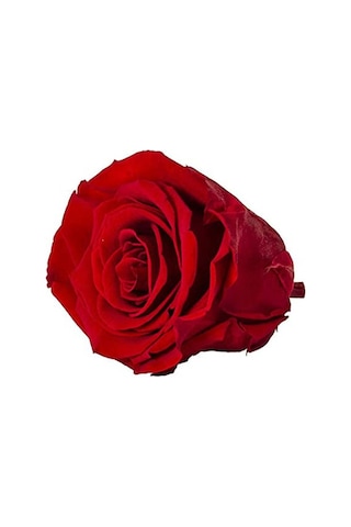Rose Amor red-02 kırmızı şoklanmış solmaz gül XL 1 KUTU (6 ADET G